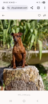 Étalon Pinscher nain - alkahest Odessa