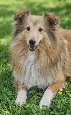 Étalon Shetland Sheepdog - Unger games de l'Angelarde