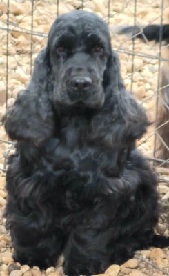 Taila vom falke konoglich Vom falke koniglich