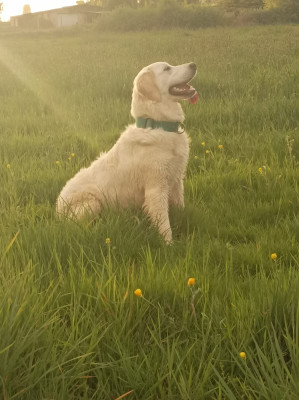 Étalon Golden Retriever - Vaiana du royaume d helfy Du Royaume D'Helfy