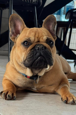 Étalon Bouledogue français - VIC Titre Initial