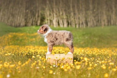 Étalon Berger Australien - Brioche Cinnamon Rolls Of Swinnie's Dream