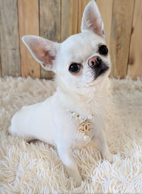 Étalon Chihuahua - CH. platinum kid Santa Sayana