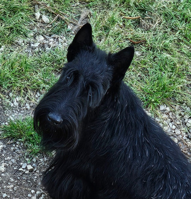 Étalon Scottish Terrier - A real looker De La Twenty Century Fox