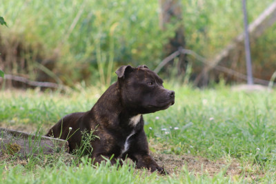 Étalon Staffordshire Bull Terrier - Killy'rena Vichy