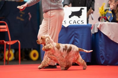 Étalon Cocker Spaniel Anglais - Suzon du Clos Noentine