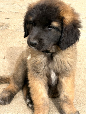 Étalon Leonberger - AIGUE MARINE - AKIRA Titre Initial