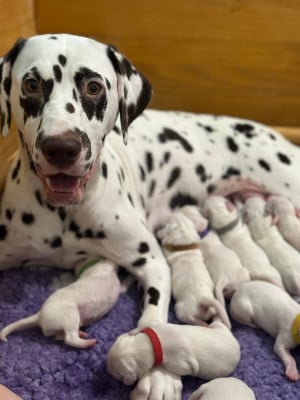 Étalon Dalmatien - The Little Vermont Of A Majestic Spotted White