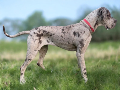 Étalon Dogue allemand - Aya de l’outsaïna