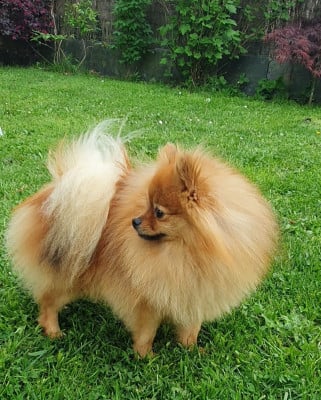 Étalon Spitz allemand - Poms Connection Archimede}