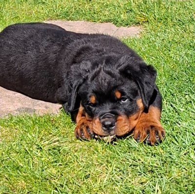 Étalon Rottweiler - Bonnie du champ des louves