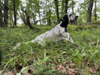 Étalon Setter Anglais - Vixen des Cabanes Tchanquées