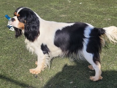 Étalon Cavalier King Charles Spaniel - Victoria De castel peyrac
