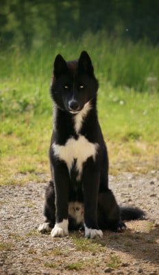 Étalon Siberian Husky - Arven dit Adès (Sans Affixe)