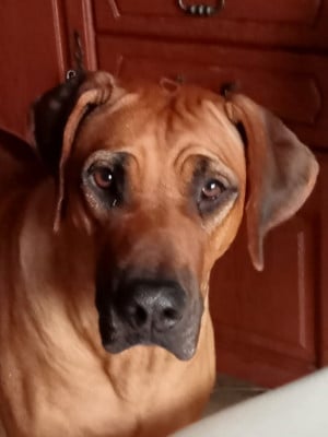 Étalon Rhodesian Ridgeback - Serena (Sans Affixe)
