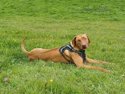 Étalon Rhodesian Ridgeback - Marafiki Utah