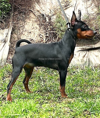 Étalon Pinscher nain - Apy De La Maison Lombard