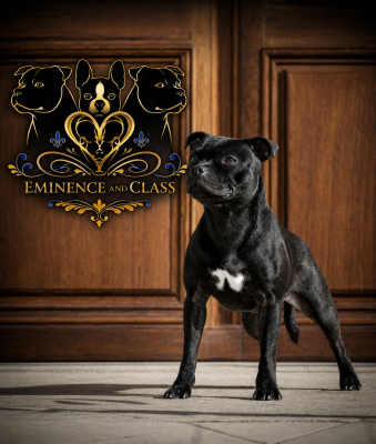 Étalon Staffordshire Bull Terrier - Eminence and Class Akira