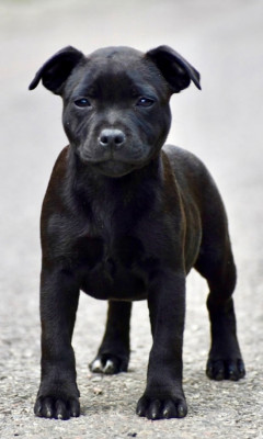 Étalon Staffordshire Bull Terrier - BILDUR AIZE AT SKILLSTAFF du clan molotov