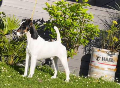 Étalon Fox Terrier Poil lisse - ARIZONA du Manoir Saint Adrien