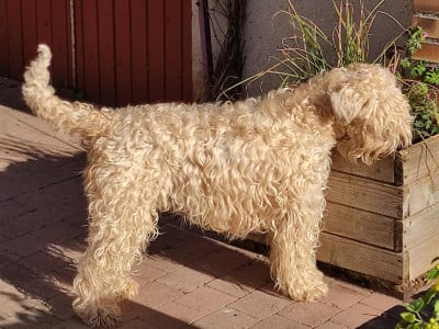 Étalon Irish Soft Coated Wheaten Terrier - CH. Lyanna The Soft Irish Gentlewheaten