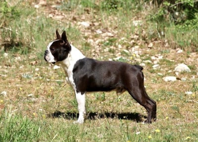 Étalon Boston Terrier - CH. A King From Our Jack Du Rocher Des Ducs
