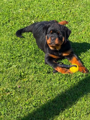 Étalon Rottweiler - Bonnie du champ des louves