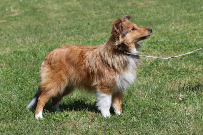 Étalon Shetland Sheepdog - Aelya Dorée du Clan Castelau