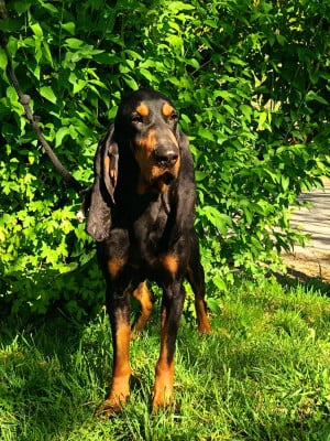 Étalon Bruno du Jura type Bruno - thor (Sans Affixe)