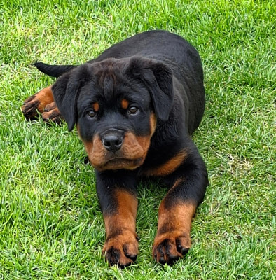 Étalon Rottweiler - Berlin du champ des louves