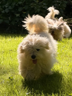 Étalon Coton de Tulear - ATLAS de dame nature