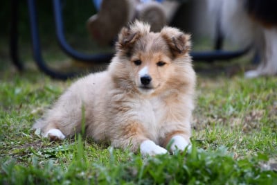 Étalon Shetland Sheepdog - Best in slot Of Lenna's Hope