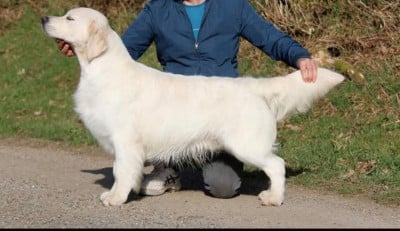 Étalon Golden Retriever - CH. Tonnerre de Brest Bihan ki Breizh des jardins d Epona Des Grands Lacs