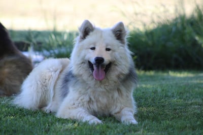 Étalon Eurasier - vell Du Domaine D'Alvheim