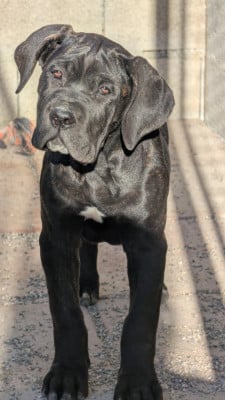 Étalon Cane Corso - BROOK des Légendes de Goliath
