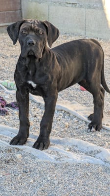 Étalon Cane Corso - BERETTA des Légendes de Goliath