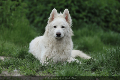 Étalon Berger Blanc Suisse - BLASCO AKSHAY vom friauler zar