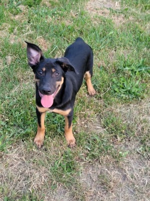 Étalon Australian Kelpie - Ringarooma bartholomew kuma