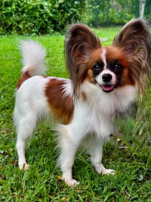 Étalon Epagneul nain Continental (Papillon) - krasota i gratsia Valentine Rosalia