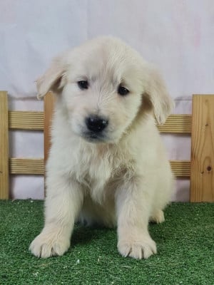 Étalon Golden Retriever - Velma du mont de la chenaie