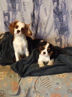 Étalon Cavalier King Charles Spaniel - Bounty de la cite d hinka