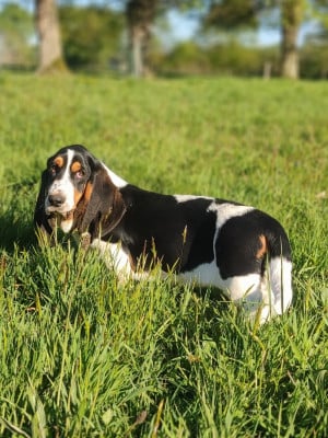 Étalon Basset Hound - ANTOINETTE Dite ANNETTE La Tribu De Roma