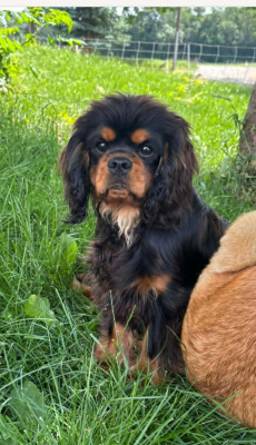 Étalon Cavalier King Charles Spaniel - Aiko Du Souvenir Des Dicks