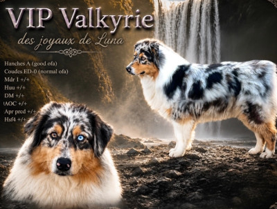VIP VALKYRIE Des Joyaux De Luna