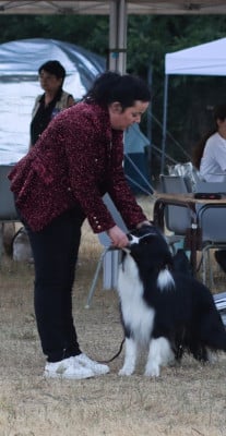 Étalon Border Collie - gracecanis High seeker