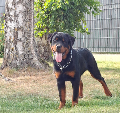 Étalon Rottweiler - Bonnie du champ des louves
