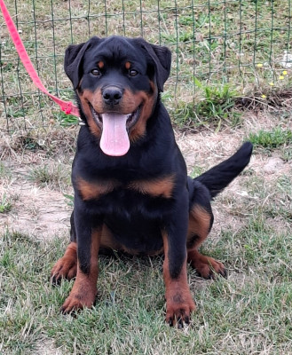 Étalon Rottweiler - Bonnie du champ des louves