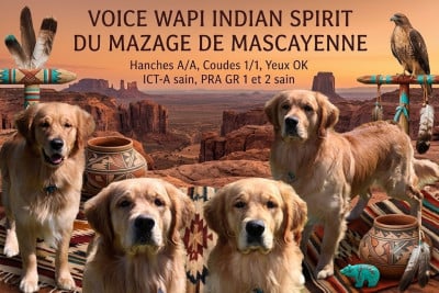 Étalon Golden Retriever - Voice indian Spirit wapi Du mazage de mascayenne