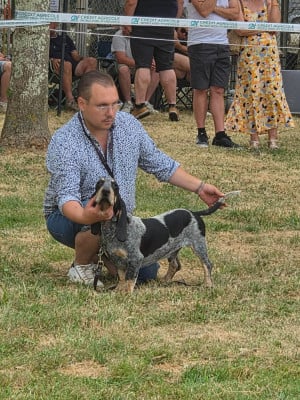 Étalon Basset bleu de Gascogne - CH. Auguste  Du Clos De Brignagues
