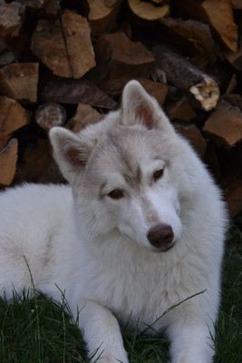 Étalon Siberian Husky - Flower Of Tenebrae Born To Win Bellatrix